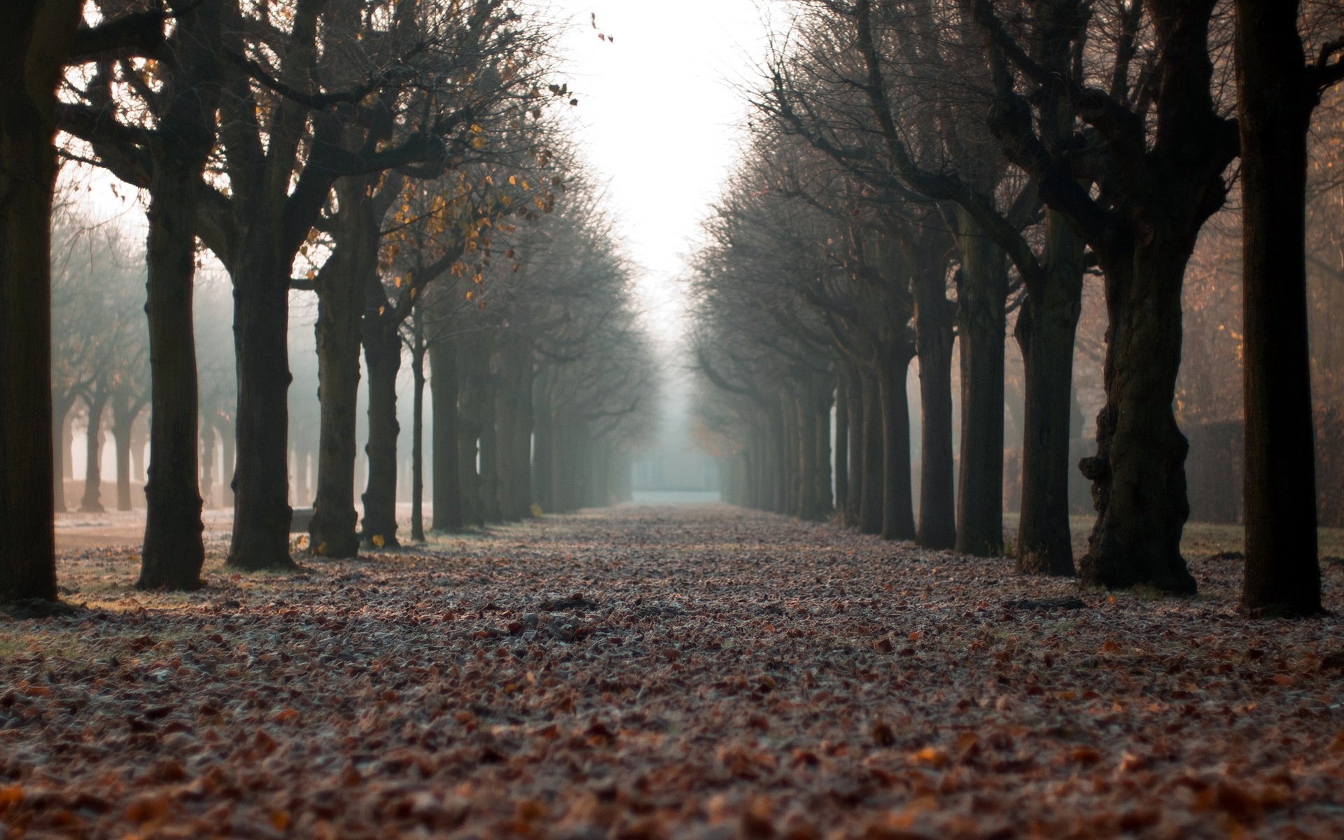 ciudad calle otoño