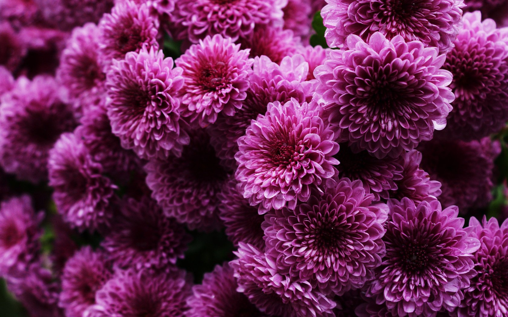 bush pink a lot chrysanthemum