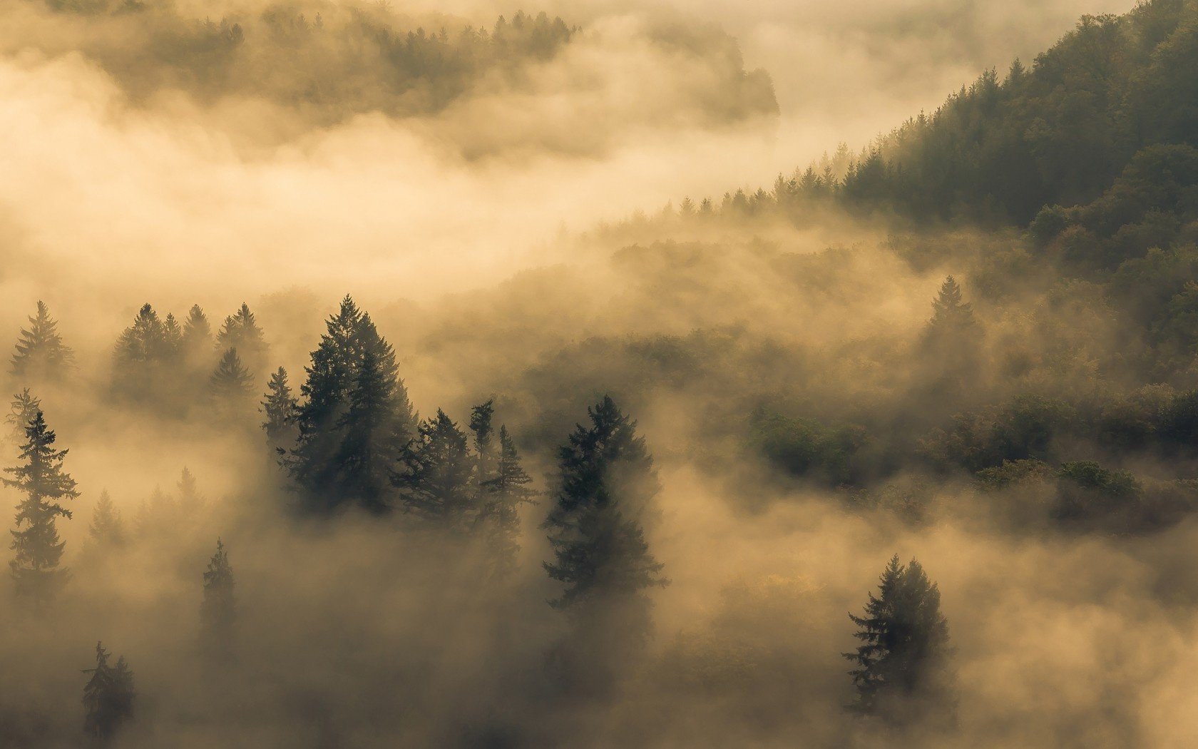 forest morning fog