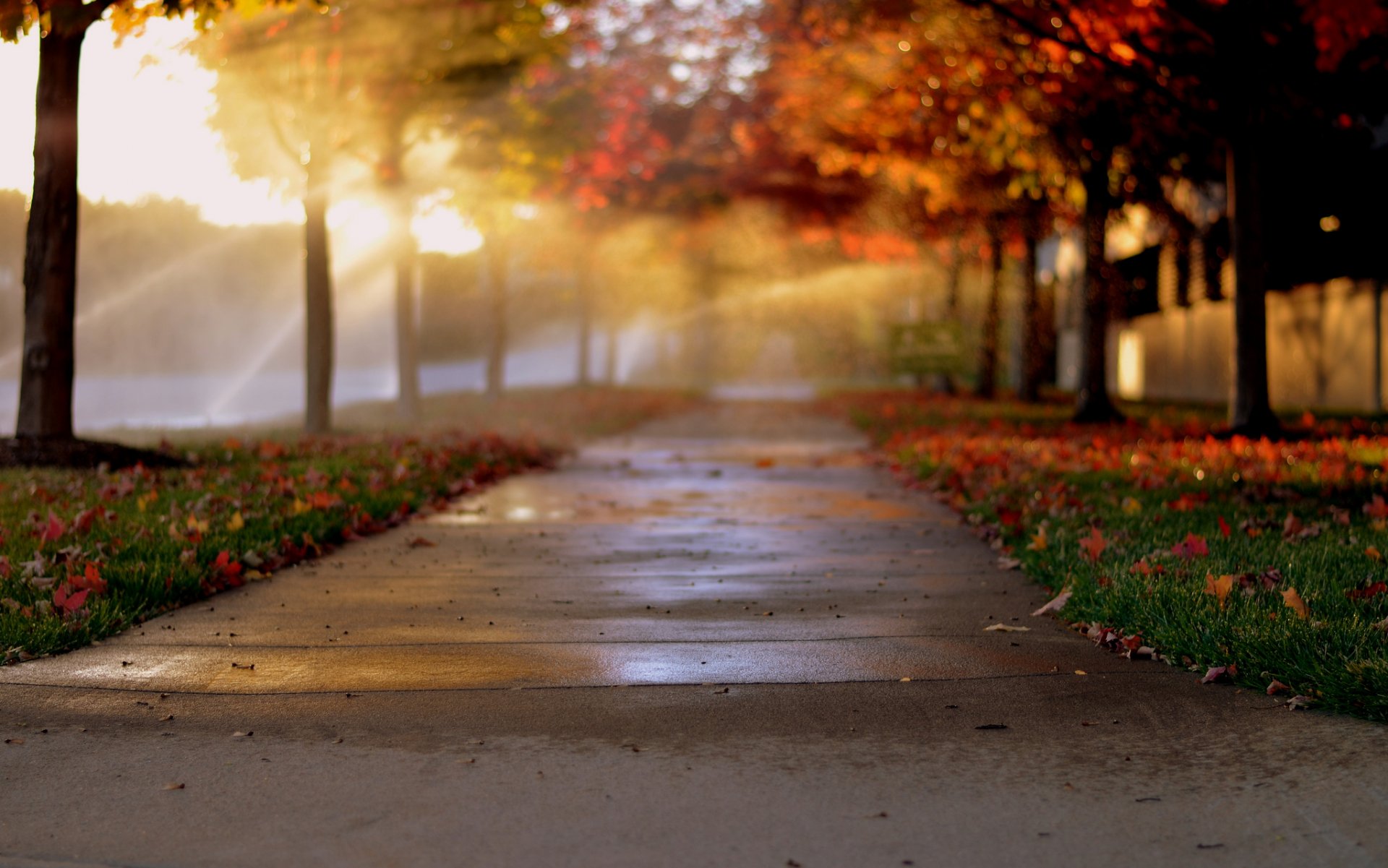 miasto aleja aleja drzewa jesień liście bokeh światło