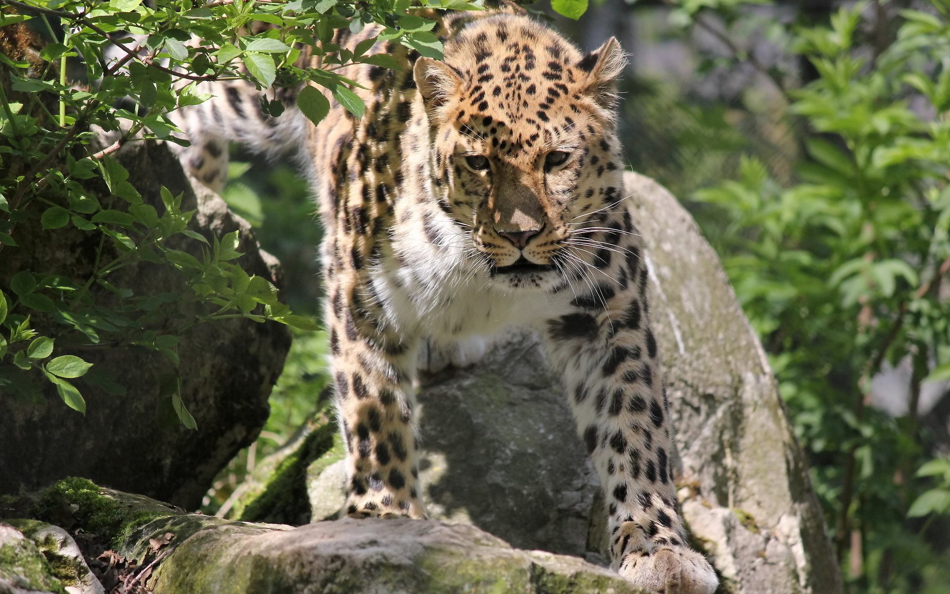 léopard museau extrême-orient léopard panthera pardus orientali