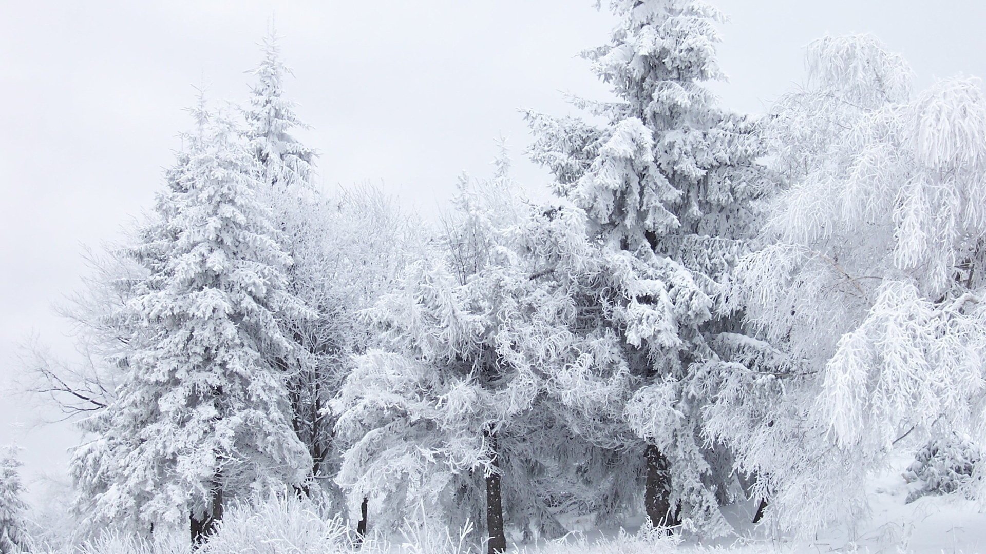 hiver forêt givre arbres neige