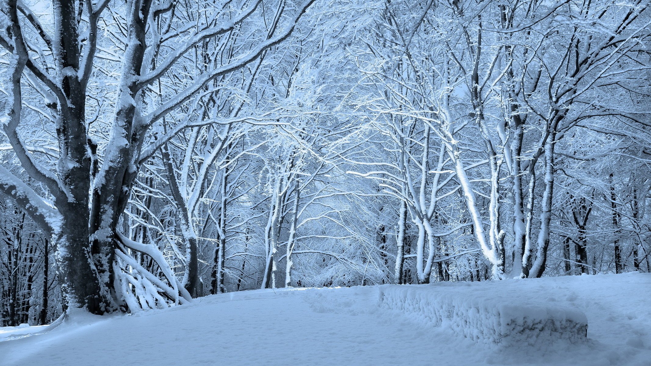 schnee winter bäume