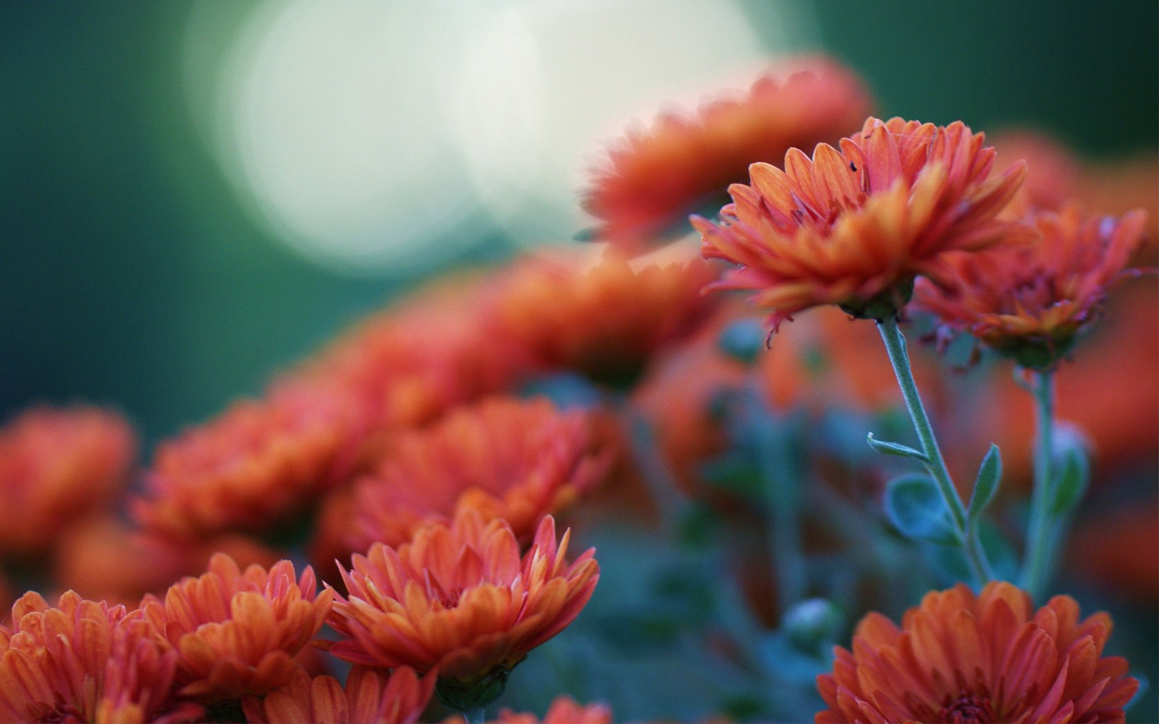 flowers orange chrysanthemum focu