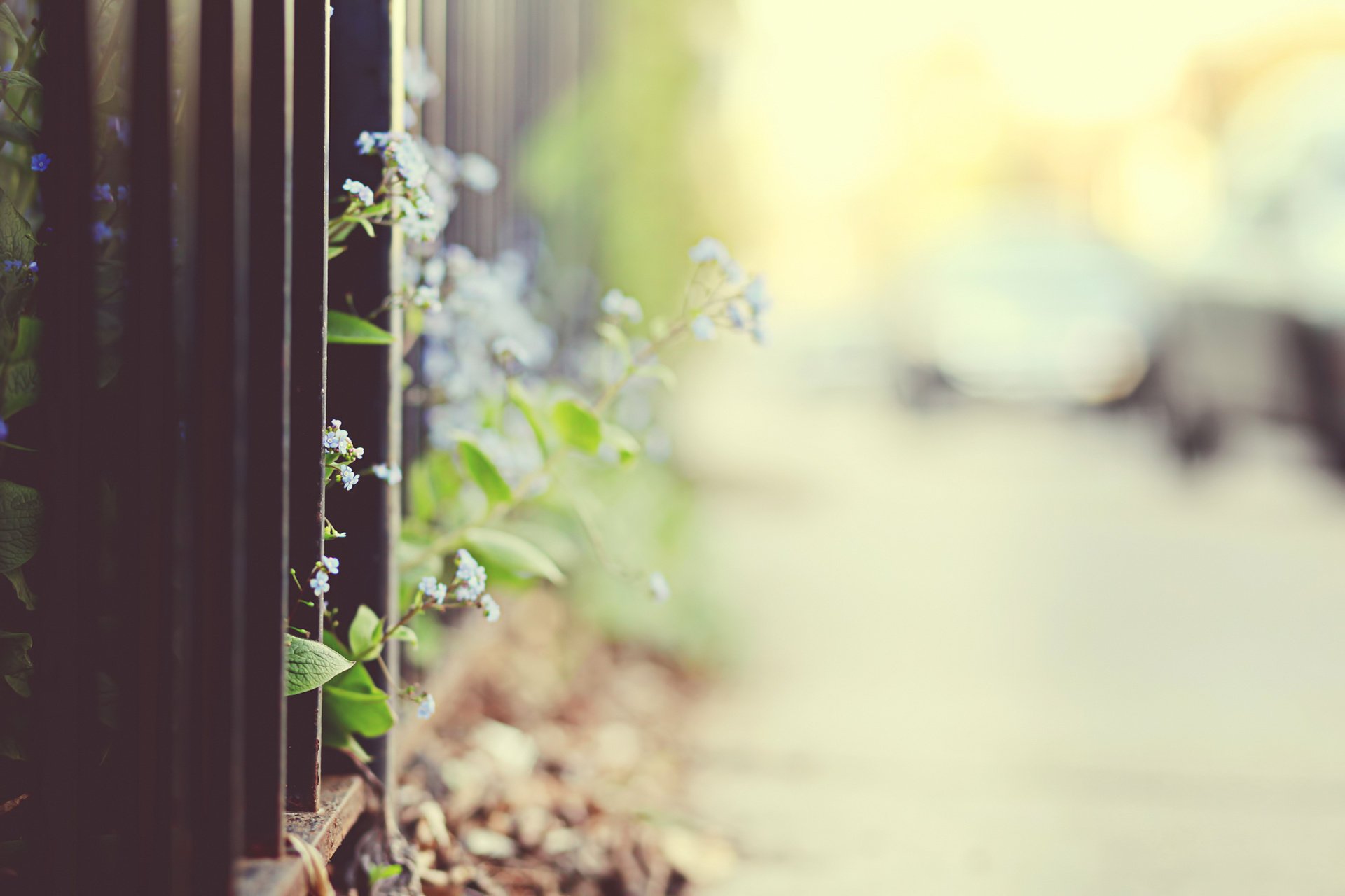 blur the fence fence focus forget-me-nots grille