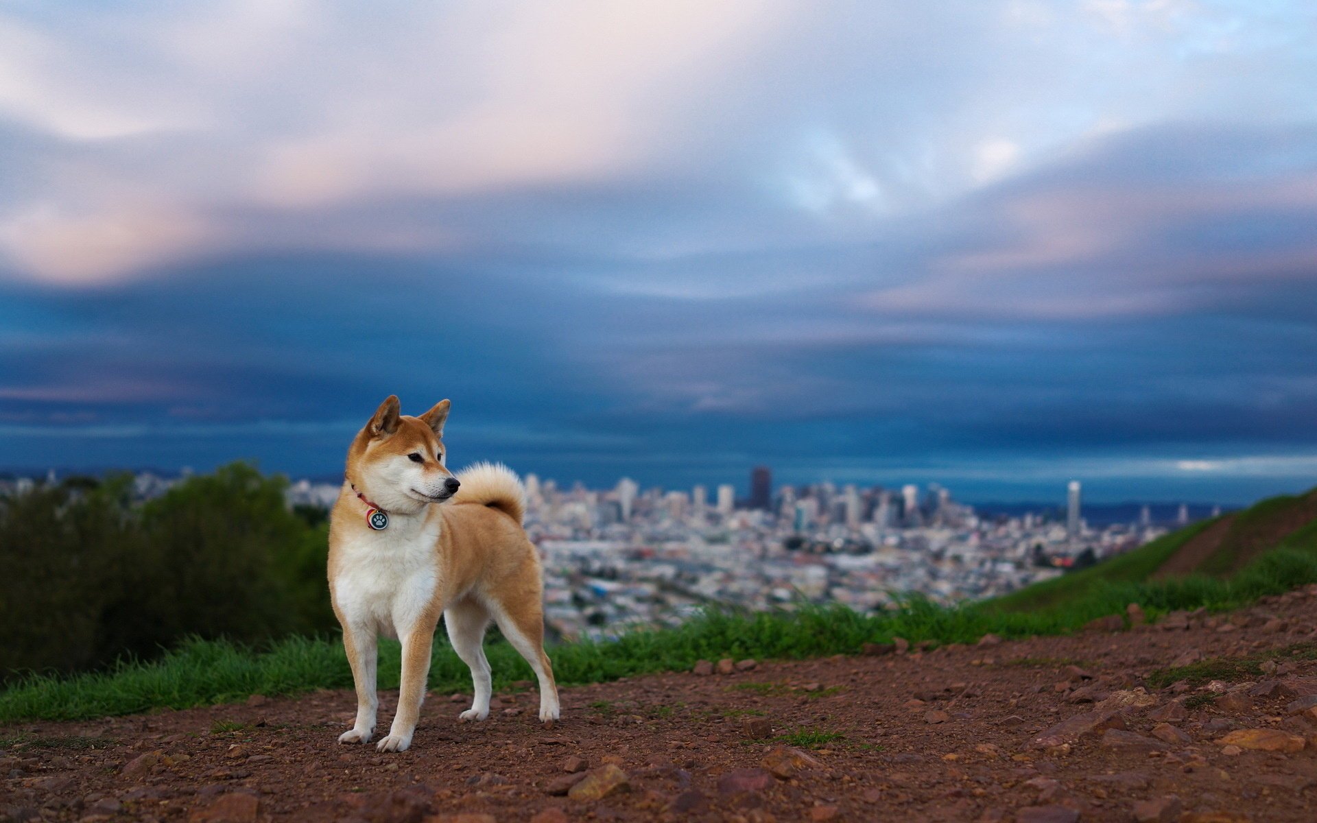 perro amigo fondo