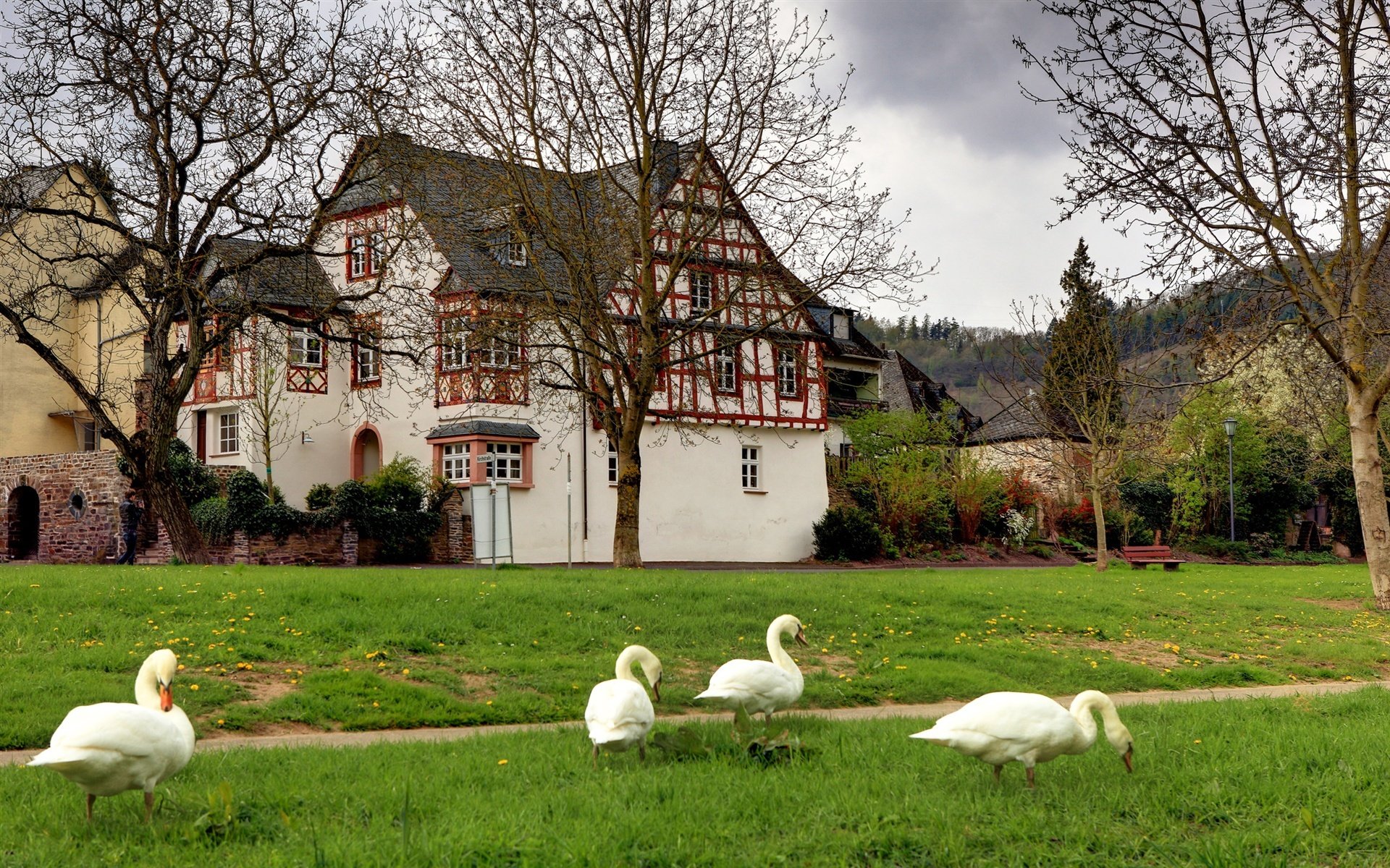 allemagne village cygnes arbres herbe banc paysage