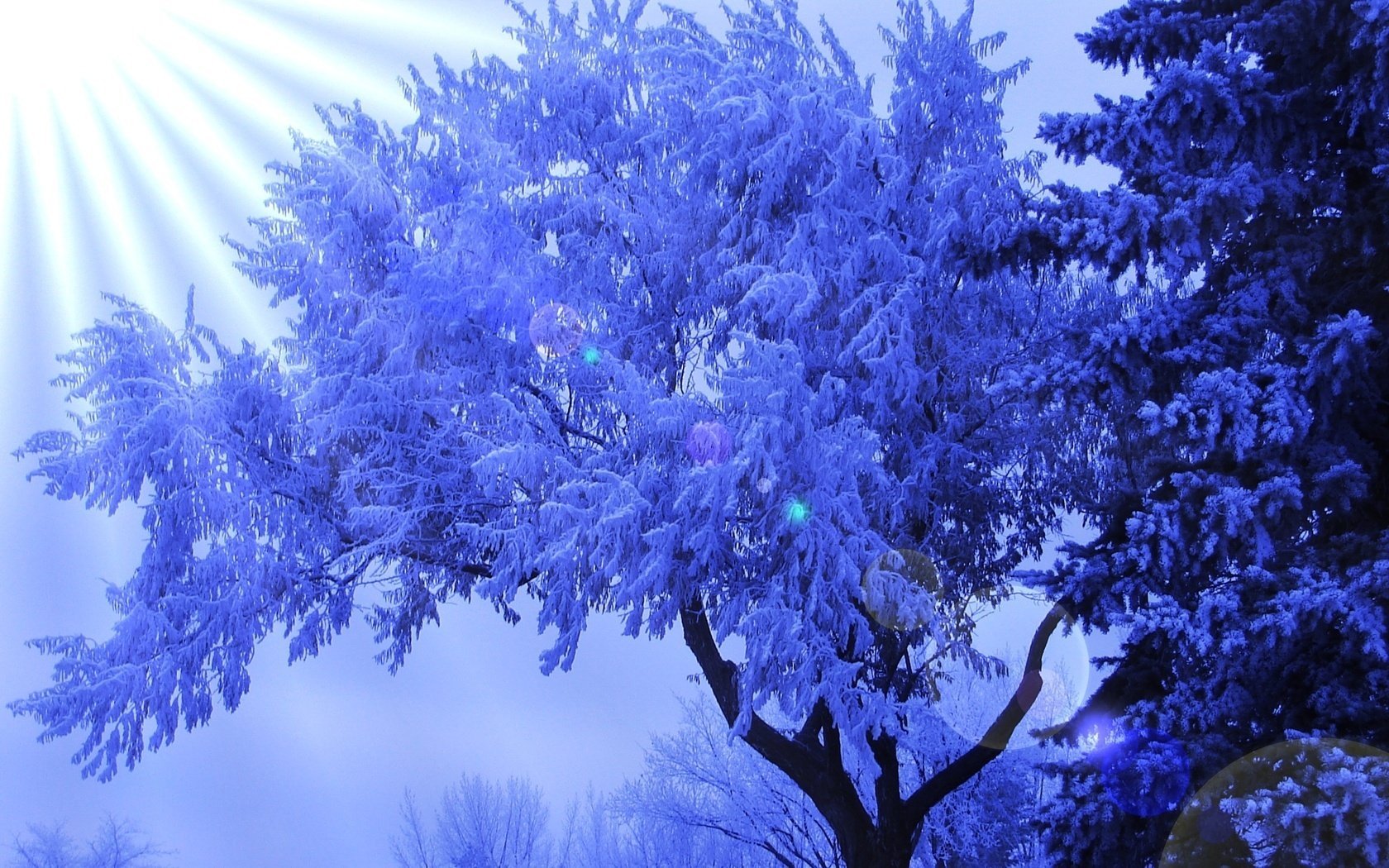 givre hiver arbre rayons de soleil