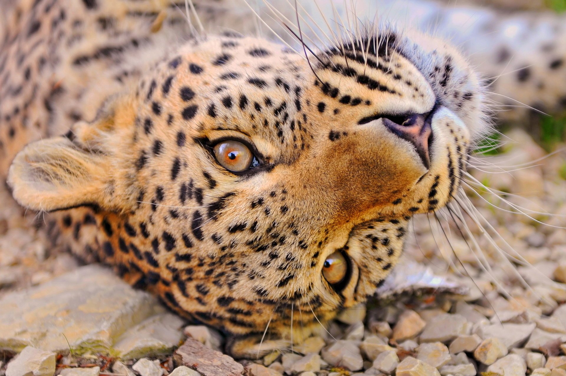 leopardo muso curiosità riposo sguardo si trova baffi