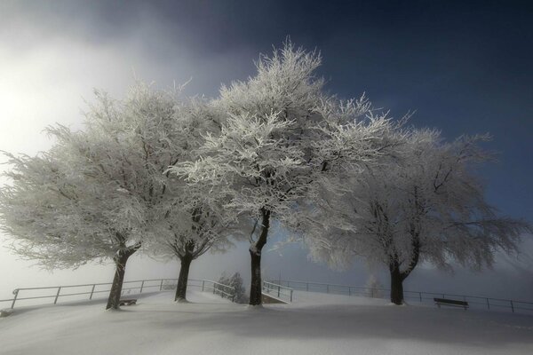 Quattro alberi nella neve sulla collina