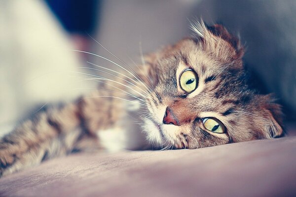 Chat regarde les yeux écarquillés