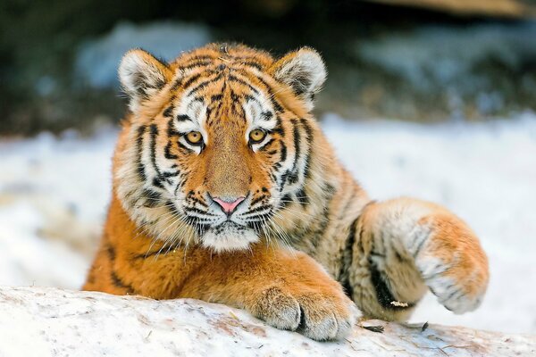 Tiger muzzle with fluffy paws