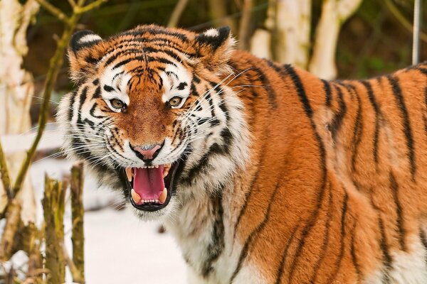 Tigre d amour grognant dans la neige