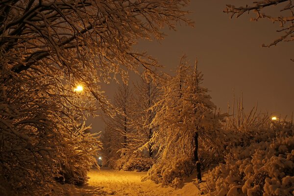 Die Bäume des Parks im Winter