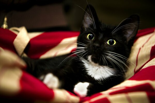 Gatito negro con ojos verdes en tela escocesa roja