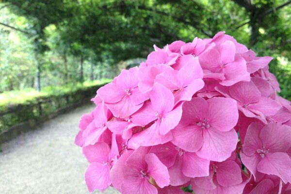 Rosa Blume duftet auf der Straße