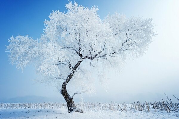 Bellissimo albero sotto la neve su sfondo bianco