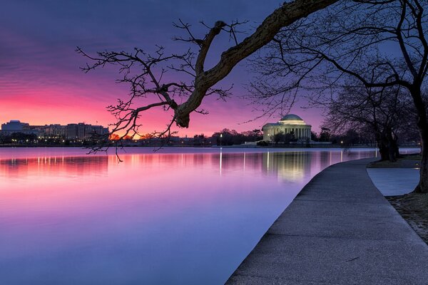 Bäume in einem Abendpark in Washington