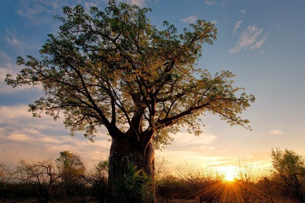 Aube et arbre séculaire en Afrique