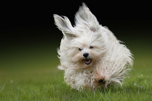 Der Bichon von Havanna läuft über das grüne Gras und sein Fell fliegt aus