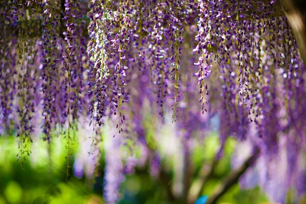 Bokeh-Effekt auf dem Foto, Glyzinien in purpurroter Blume