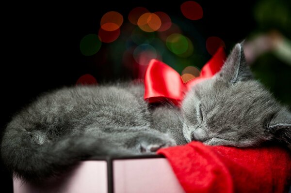 Sleeping kitten in a box with a red bow