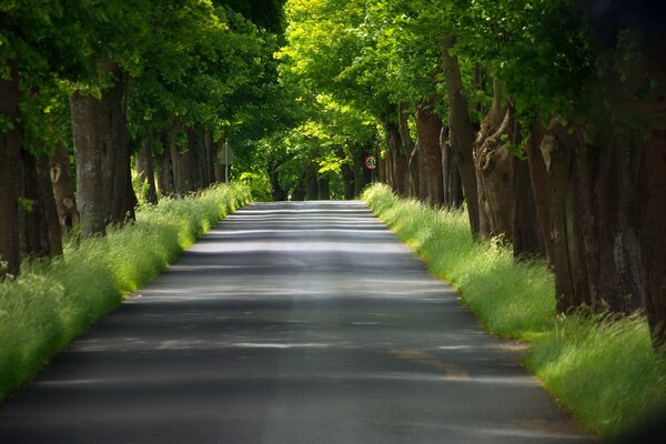 Immagine della natura in una giornata estiva