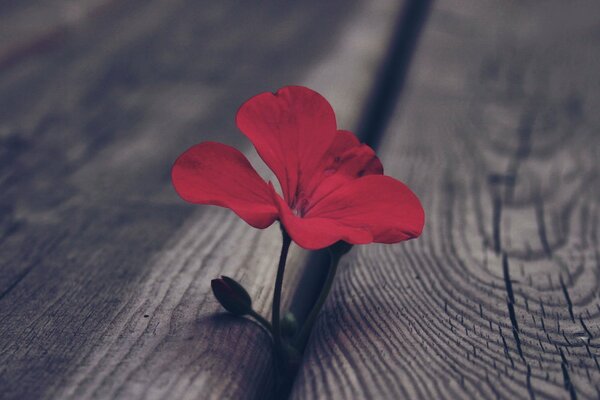 Effet macro, un bourgeon de géranium rouge fait son chemin sous les planches de plancher