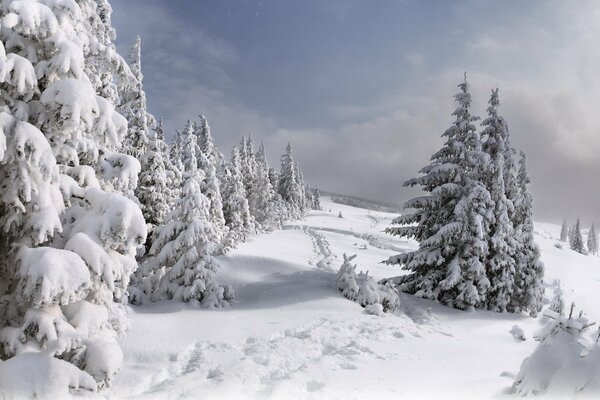 Snow-covered forest with trails in the snow