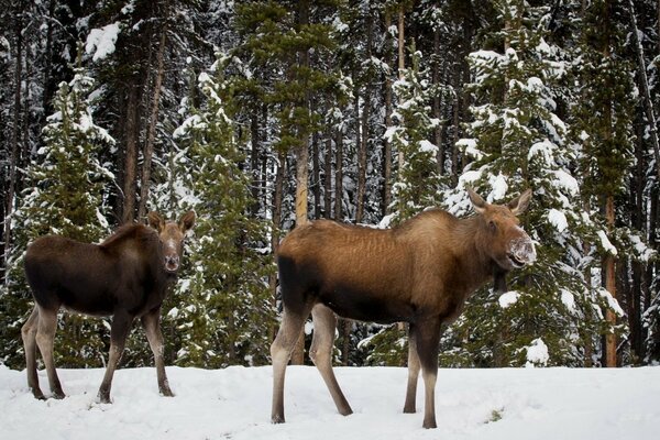 Zwei Elche im Winterwald