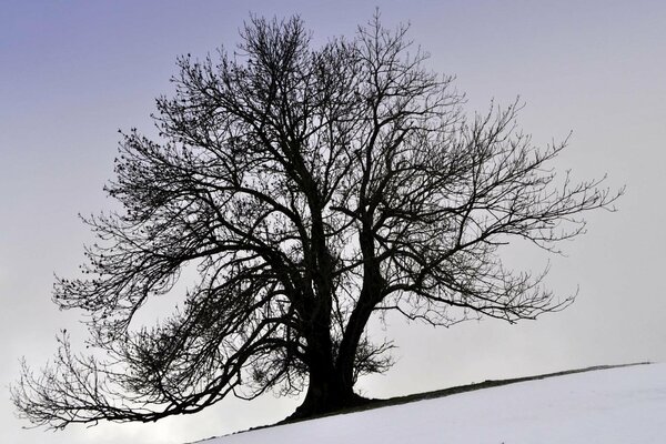 A big lonely tree on the slope in winter