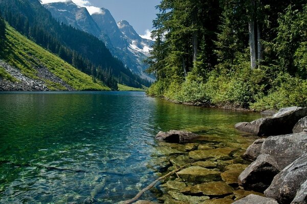 Forest river in the wild