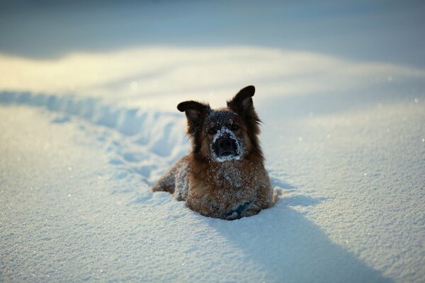 Cagnolino con orecchie carine cammina sulla neve