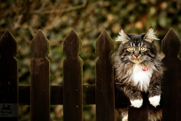 Fluffy kitty is sitting on the fence