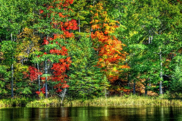 Follaje de otoño de los árboles cerca del lago