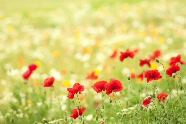 Wildflowers in a clearing and red poppies