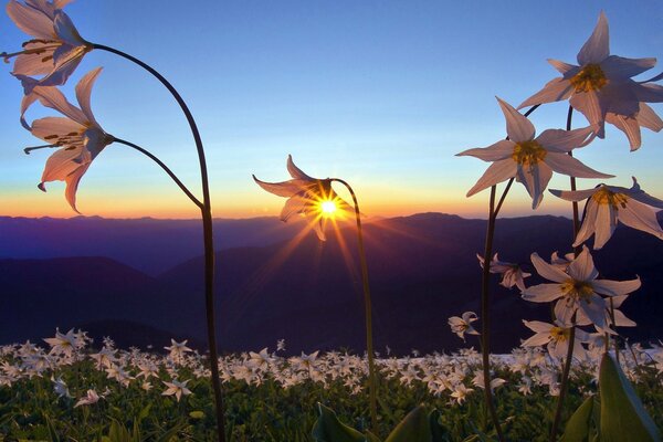 LA BELLEZA ETERNA DE DISFRUTAR DE LA PUESTA DE SOL