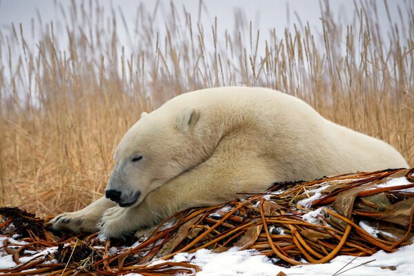 Polar bear in the winter forest