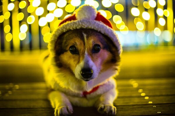 Ausdrucksstarker Blick des Hundes vor dem neuen Jahr