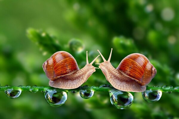 Fecha Caracol macro gotas de rocío