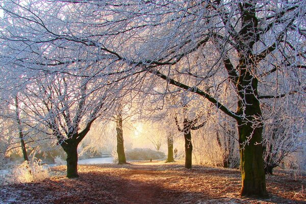 Straße im Wald im frühen Winter