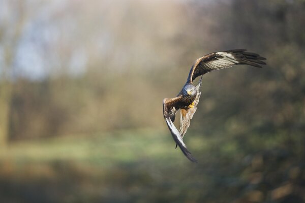 Falke im Flug Vogel im Wald