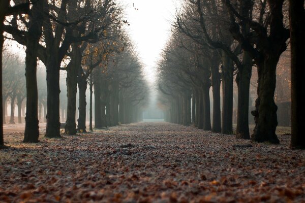 Vicolo del Parco cosparso di foglie cadute