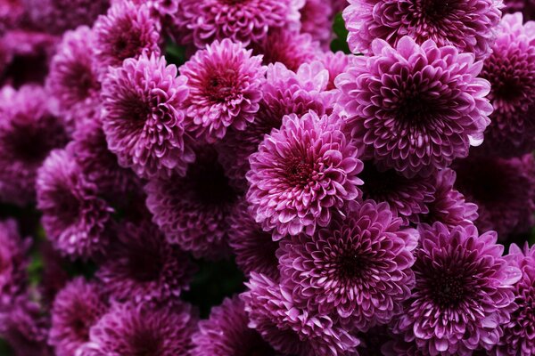 Saftige flauschige rosa Chrysanthemen