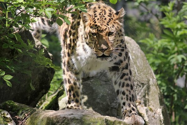 Il leopardo dell Estremo Oriente emerge dai cespugli