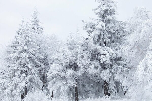 Foresta gelida, alberi in brina