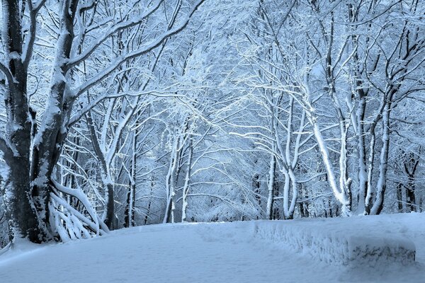 Alberi e Sentiero nel parco invernale