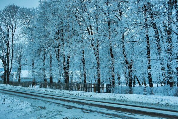 Alberi lungo la strada avvolti in un velo invernale