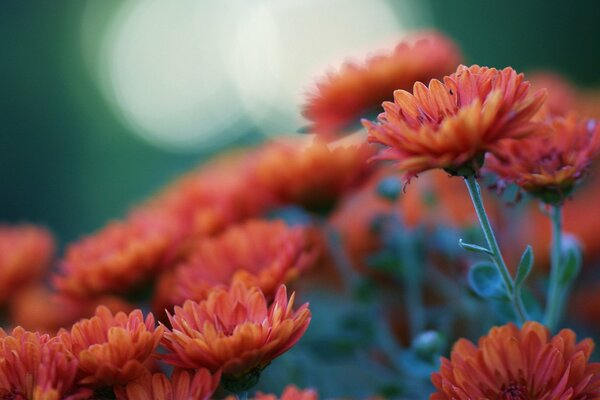 Bright orange chrysanthemums in the meadow