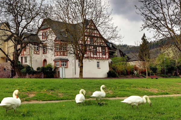 Swans in a beautiful garden